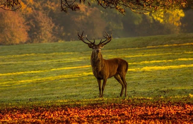 Jagd in Tschechien