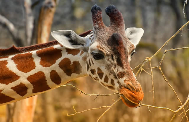 Zoo in Prag