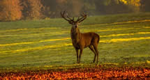 Jagd in Tschechien