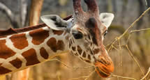 Der Prager Zoo: fünftbester Zoo auf der Welt. Alle Infos auf Czech Tourist!